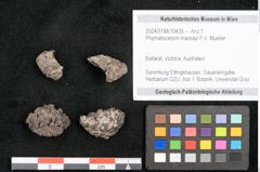 Foto (Objekt + Etikett) von Phymatocaryon mackayi F.V. Mueller (NHMW-GEO-2024-0188-10435)